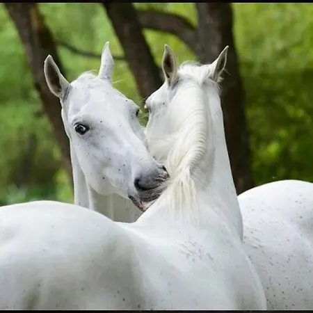 Shubu Zen Vendeghaz Pensjonat Szilvásvárad