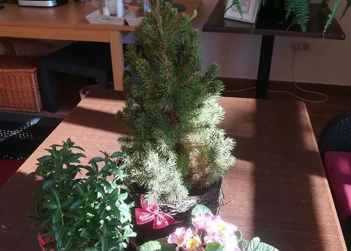 Shubu Zen Vendeghaz Szilvasvarad